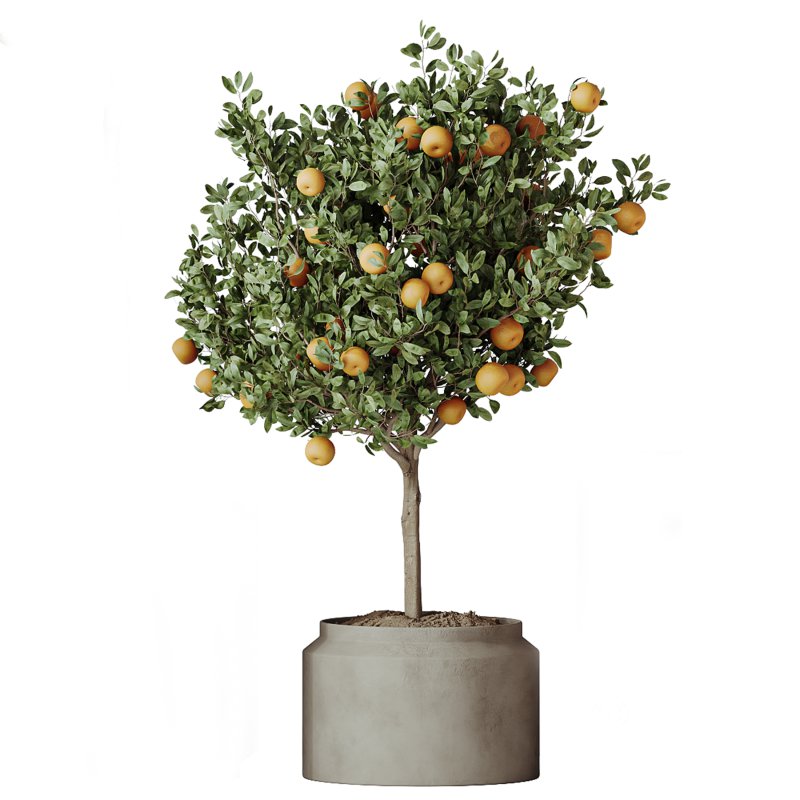 AV Indoor Plants Set 297 Fruit Orange and Banana Strelitzia Nicolai and Olive Image 3