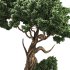 Jungle Tree and ivy plants 03 - Thumbnail 3