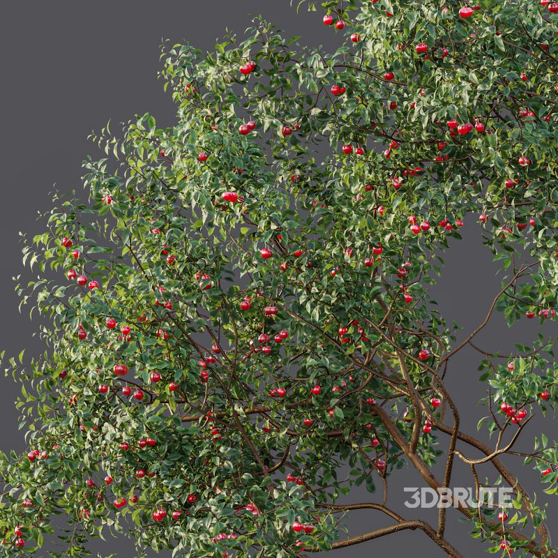 ntal and culinary value. Image 9