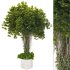 Decorative Indoor Plant and and Ivy Branches in Pot 02 - Thumbnail 1