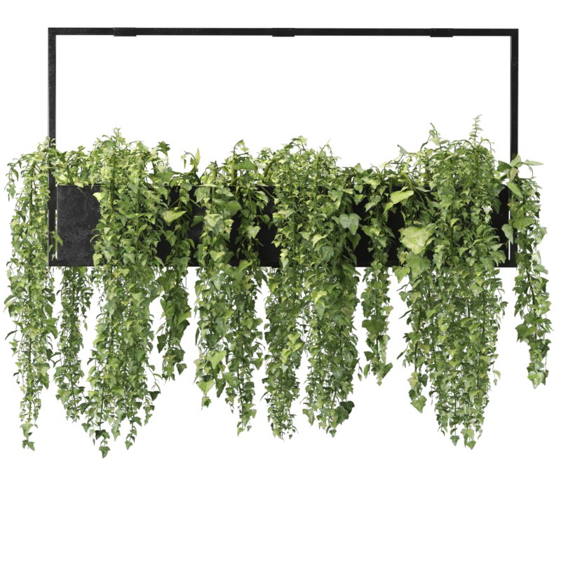 English ivy hanging pot Image 4