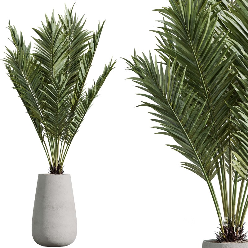 AV Indoor Plants Set 289 Fruit Orange Tree and Areca Palm and Banana Nicolai and Olive Image 3