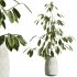 AV Indoor Plants Set 299 Japandi Ficus Dracaena Marginata and Mission Arbequina Olive - Thumbnail 7