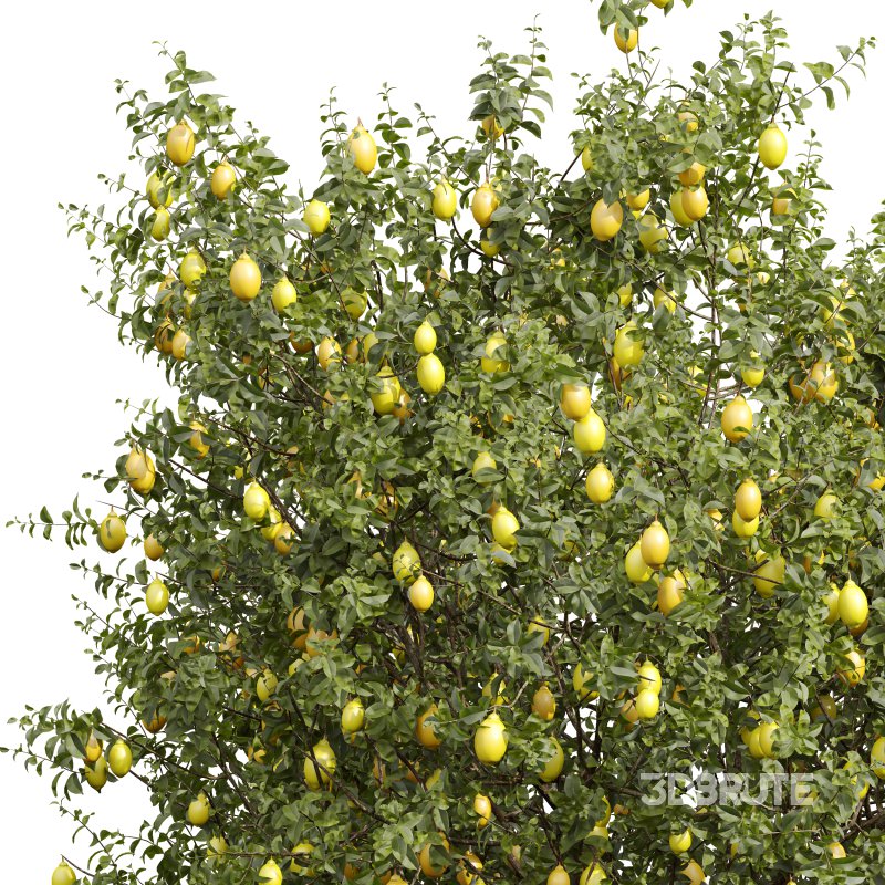 AV Fruit Trees Citrus Meyer Lemon Orange and Citrus Meyer Lemon Image 2