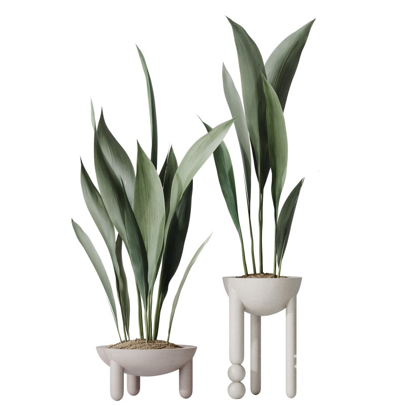 AV Indoor Plants Set 287 Lemon Ficus Laurel Aspidistra Cast iron Image 4