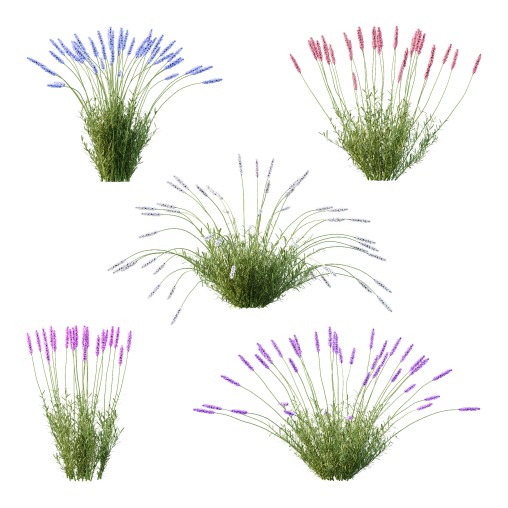 plant Grass Flower Lavandula pedunculata 01