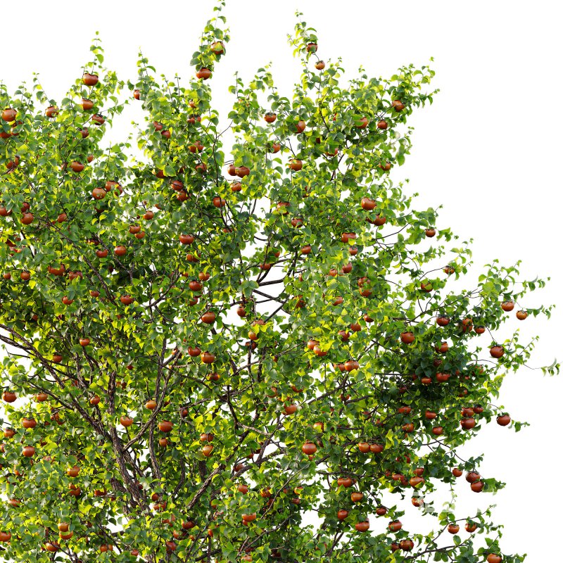 AV Fruit Trees Diospyros Kaki Persimmon and Malus Pumila Apple Green Image 2
