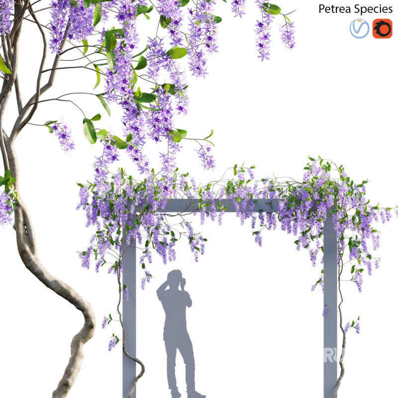 Petrea Volubilis – Queen’s Wreath – 02 Image 1