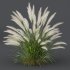 AV Pennisetum Alopecuroides Lampenputzergrass and Nassella Tenuissima Grasses - Thumbnail 2