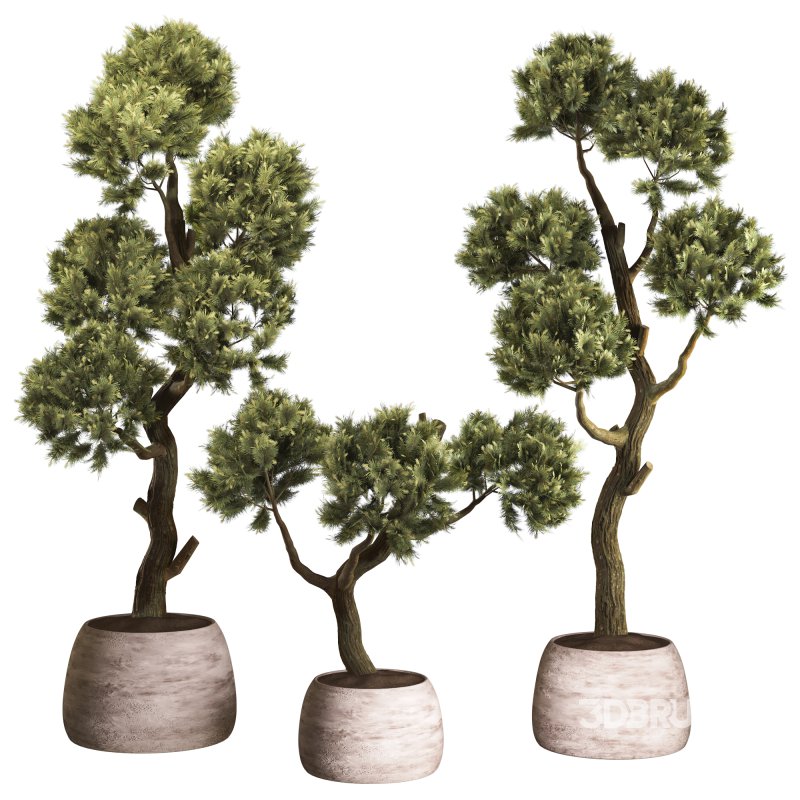 Topiary Ball in Pot Collection 012 Image 1