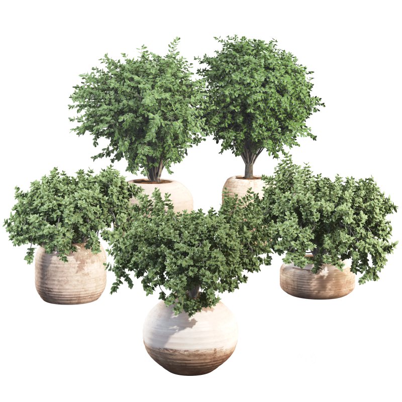 Outdoor Bush Collection in Pot 08 Image 1