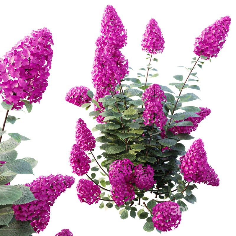 ntal shrub native to East Asia. It is admired for its large conical flower clusters that bloom from summer into autumn, shifting from creamy white to shades of pink, red, and purple as the season progresses. With its lush green foliage and vibrant seasonal transformation, this species is a favorite in decorative landscaping and architectural gardens. Image 4