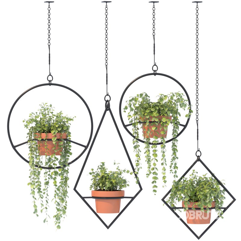 Boho Hanging Plants 03 Image 3