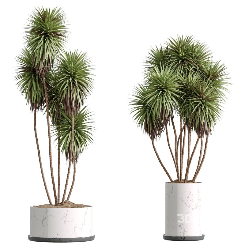 Indoor Plant Image 6