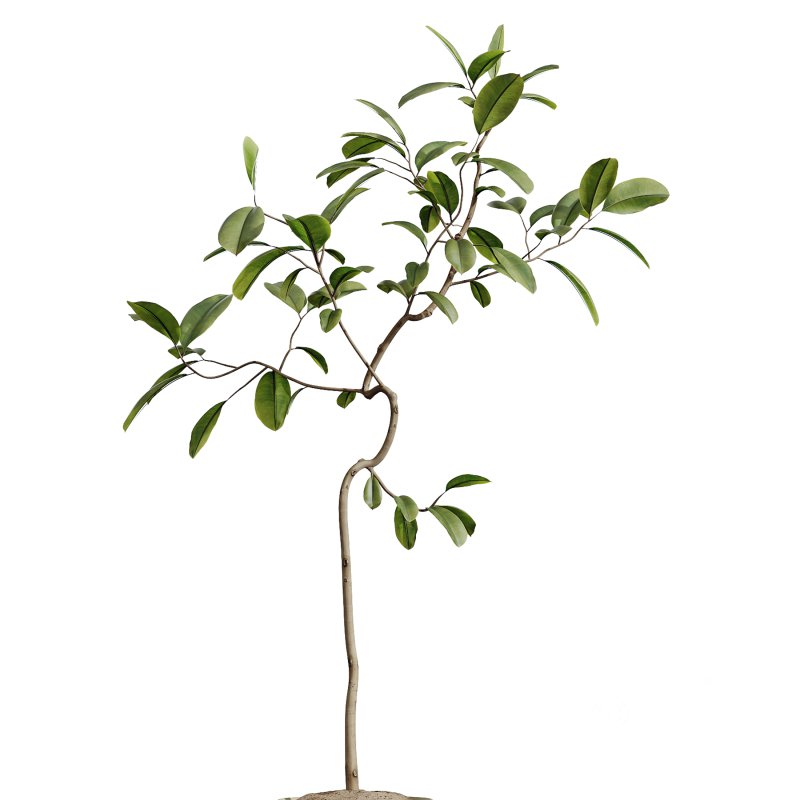 ntal but also grounded in heritage: the olive tree—native to southern Europe and symbolic of peace—brings timeless charm, while the banana and yucca infuse subtropical dynamism. The included Ficus species are prized for indoor air purification and their graceful, branching architecture. Image 2