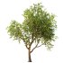 AV Fruit Trees Pear Pyrus Communis Red and Armeniaca Vulgaris Prunus - Thumbnail 2