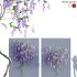 Petrea Volubilis – Queen’s Wreath – 03 - Thumbnail 1