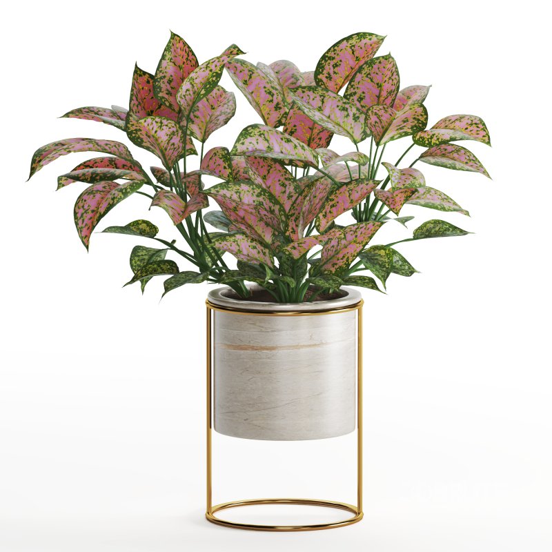 Indoor Plant Valentine Heart Shape Hoya Carnosa Aglaonema Pink Pearl Image 3