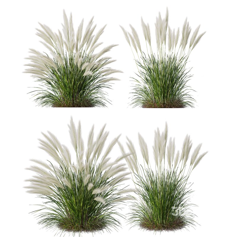 AV Pennisetum Alopecuroides Lampenputzergrass and Nassella Tenuissima Grasses Image 5