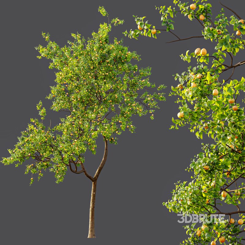 AV Fruit Trees Pear Pyrus Communis Red and Armeniaca Vulgaris Prunus Image 8