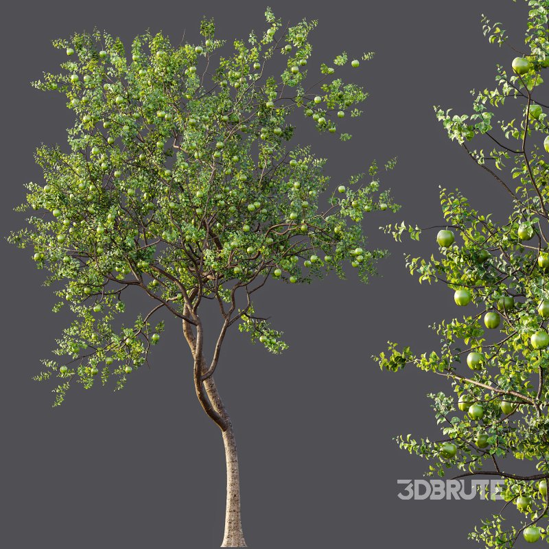 AV Fruit Trees Diospyros Kaki Persimmon and Malus Pumila Apple Green Image 12