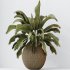 AV Indoor Plants Set 285 Ravenala Banana Strelitzia Nicolai Bird Of Paradise Set - Thumbnail 6