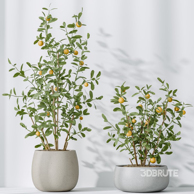 AV Indoor Plants Set 290 Fruit Bonsai China Orange Tree and Banana Strelitzia Nicolai and Arbequina Olive Image 6