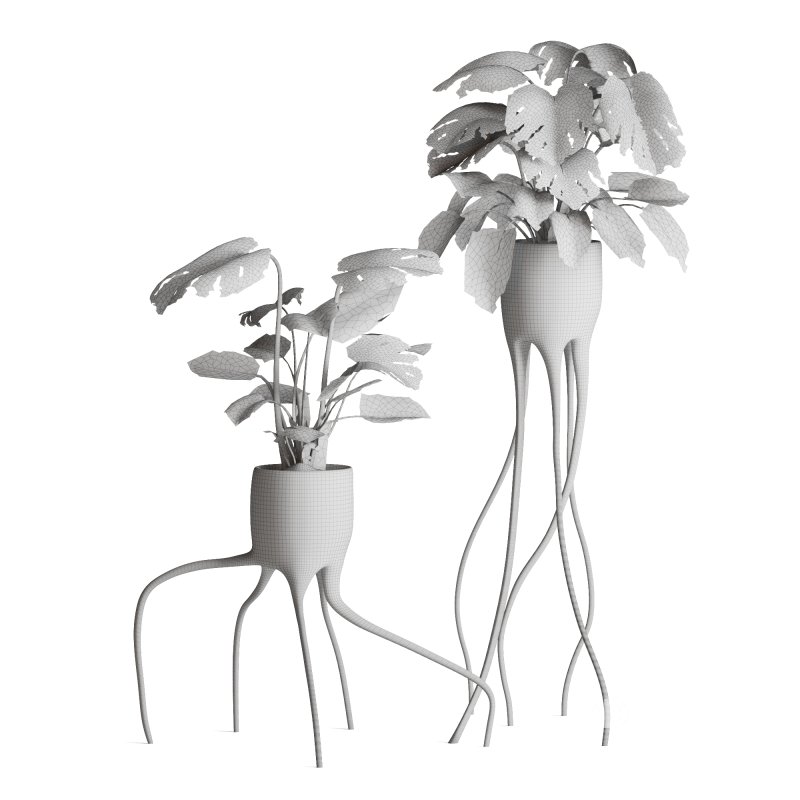 Indoor Plant Monstera in Weird constructed haphazard roots Pot Image 4