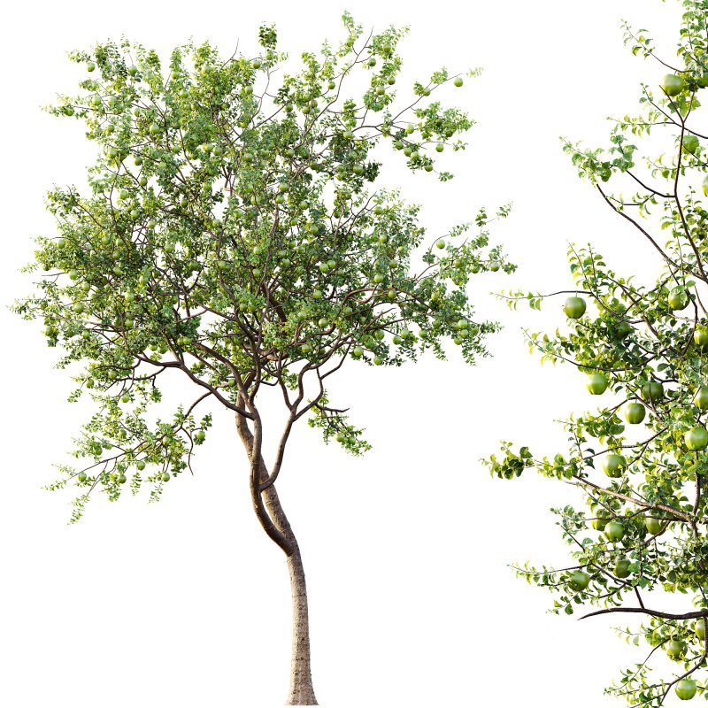 AV Fruit Trees Diospyros Kaki Persimmon and Malus Pumila Apple Green Image 6