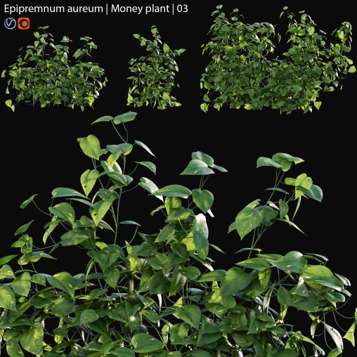 Epipremnum aureum – Money plant – 03