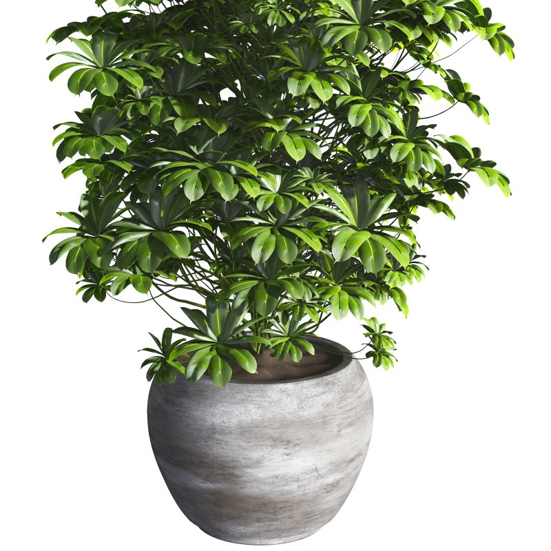 Indoor Plant 011 Image 3