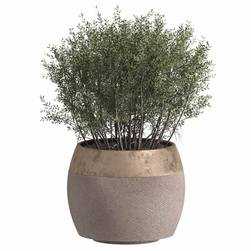 Indoor plant 003 Image 2