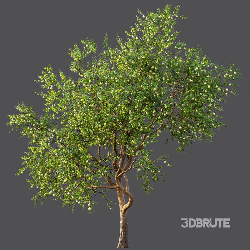 ntal presence. Image 7