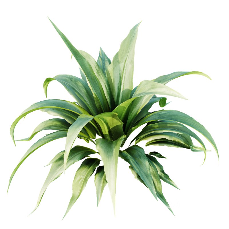 ntal plant admired for its wide, sword-like leaves in vibrant green shades. Native to woodland and shaded habitats, Carex Platyphylla is valued for its lush texture and architectural form, while the Astelia influence enhances its decorative appeal with broad foliage and striking volume. The elegant rosette structure makes this plant suitable for borders, garden beds, or modern planters, providing both softness and a bold visual statement. Modeled with precision and enhanced by 4K textures, this asset ensures high realism and versatility for both indoor and outdoor architectural visualizations. Image 1