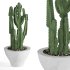 Indoor Plant Cactus - Thumbnail 4