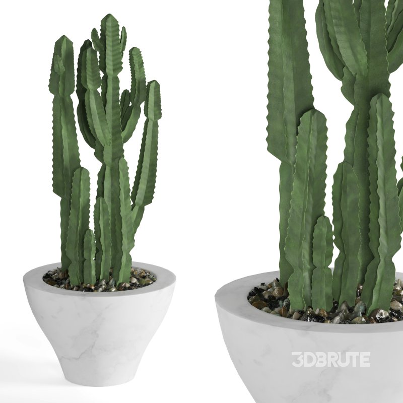 Indoor Plant Cactus Image 4