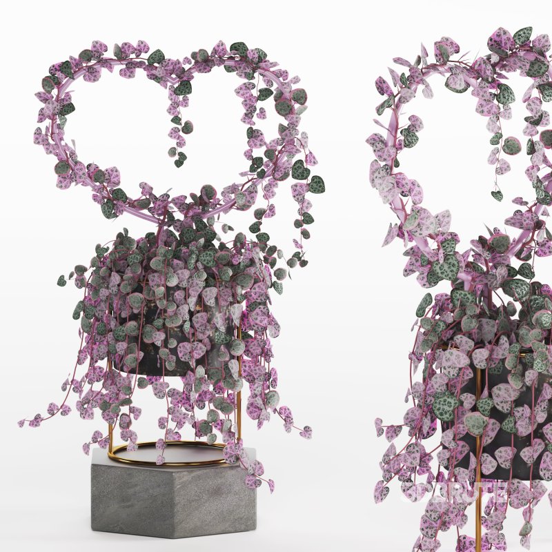 Indoor Plant Valentine Heart Shape Hoya Carnosa Aglaonema Pink Pearl Image 4