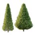 Juniperus scopulorum Tree 01 - Thumbnail 2