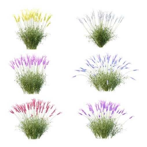 plant Grass Flower Lavandula pedunculata 03