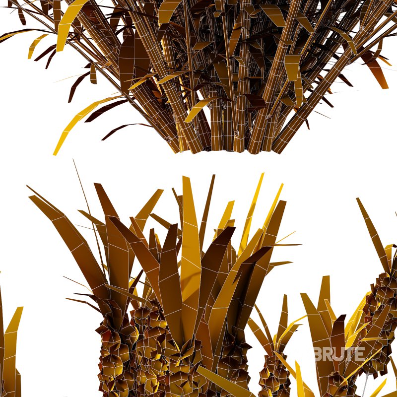 plant Grass Flower Lavandula pedunculata 03 Image 7