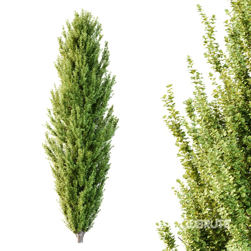 fagus sylvatica tree 05 Image 3