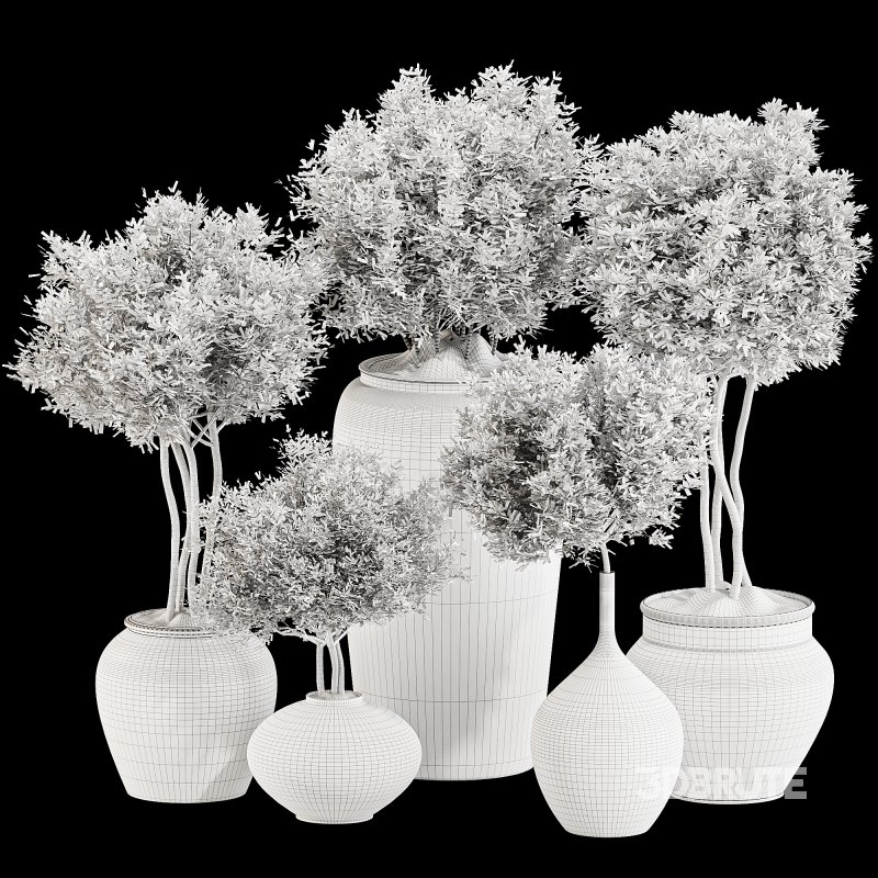 Outdoor Tree Collection in pot 01 Image 6