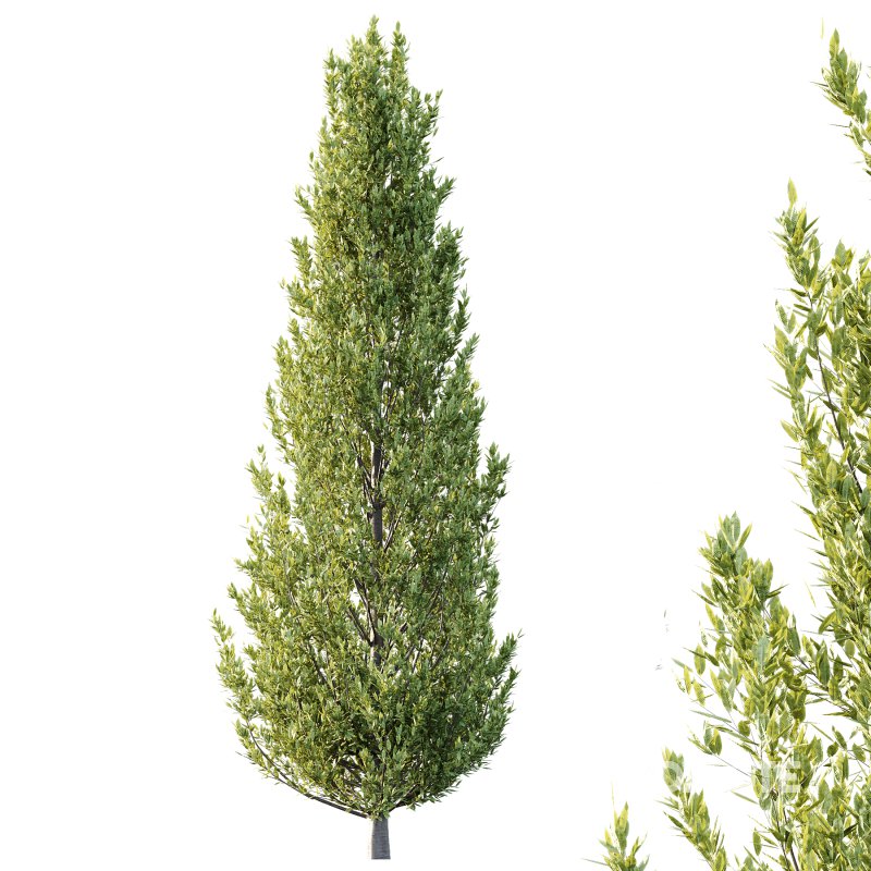 Different Trees 39 Image 6