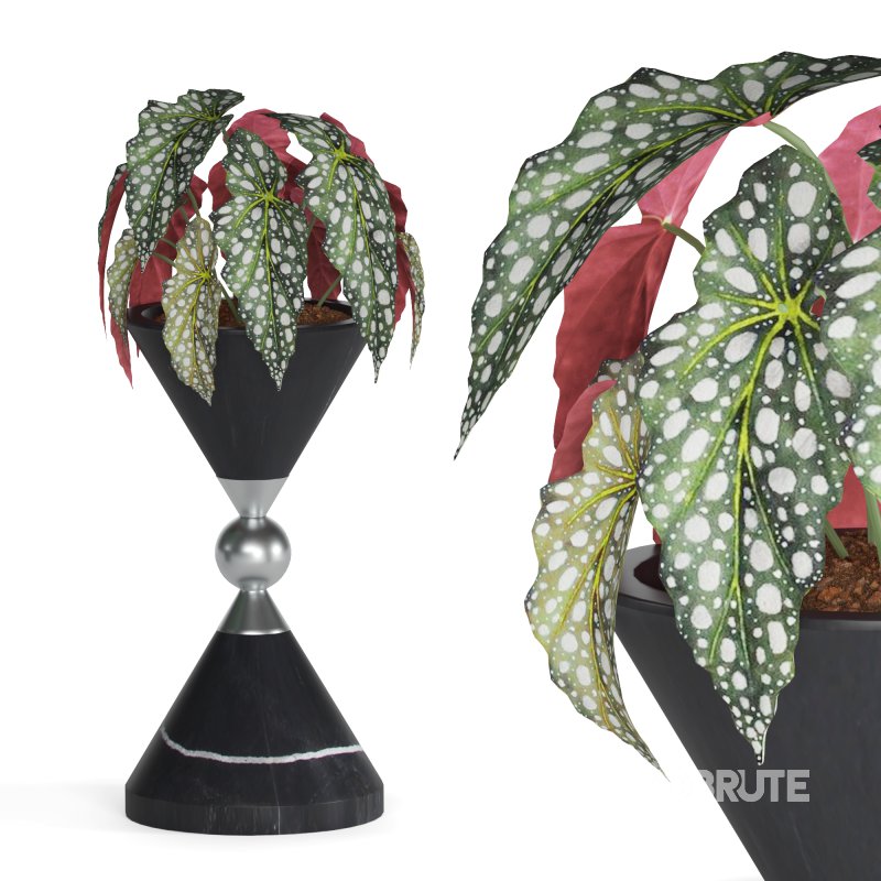 Indoor Plant Begonia Maculata Image 3