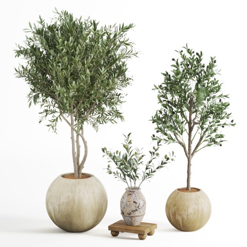 Indoor Plant Olive