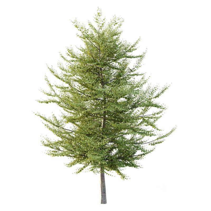 Different Trees 36 Image 3