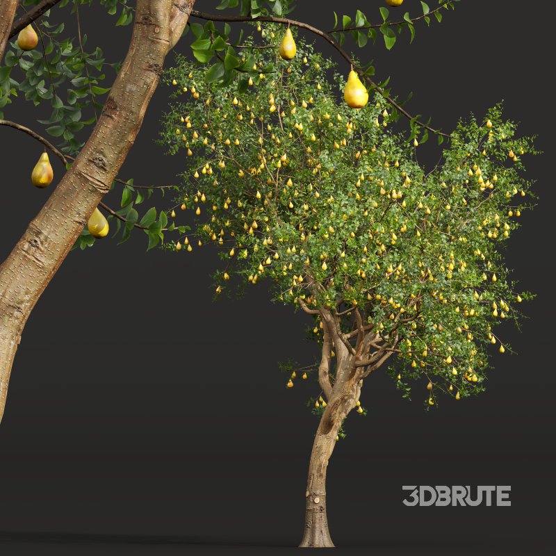 AV Fruit Trees Pear Pyrus Communis Red and Armeniaca Vulgaris Prunus Image 4