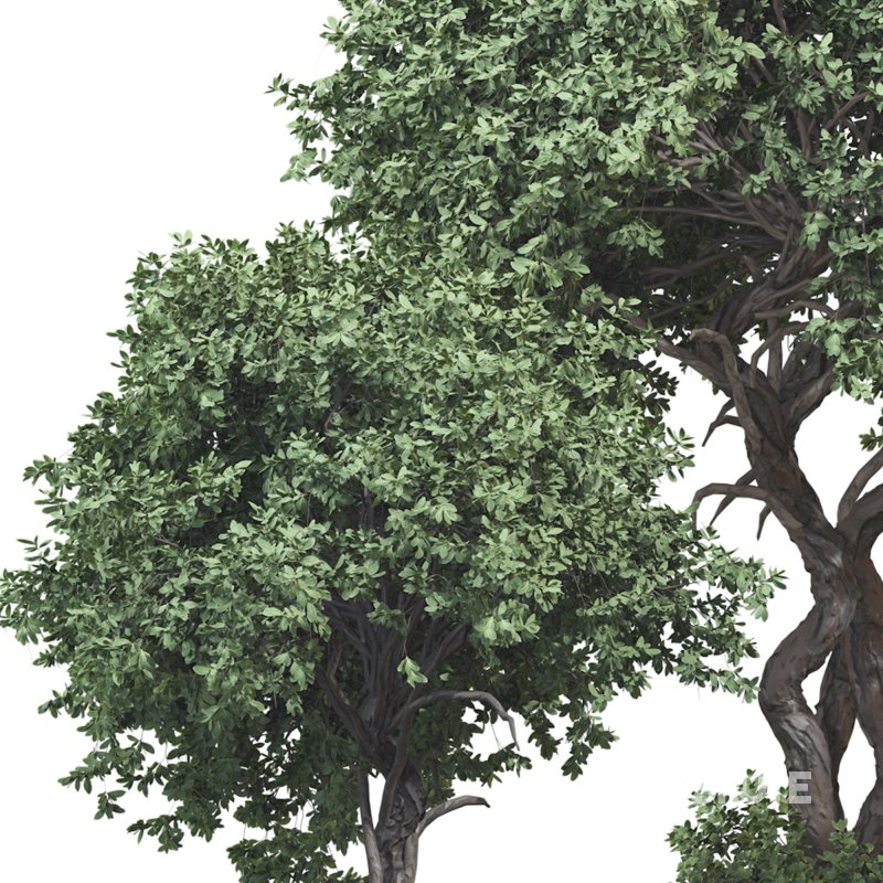 Outdoor Plant 09 Image 6