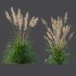 AV Plants Cortaderia Selloana and Nassella Tenuissima Fruit grasses - Thumbnail 5
