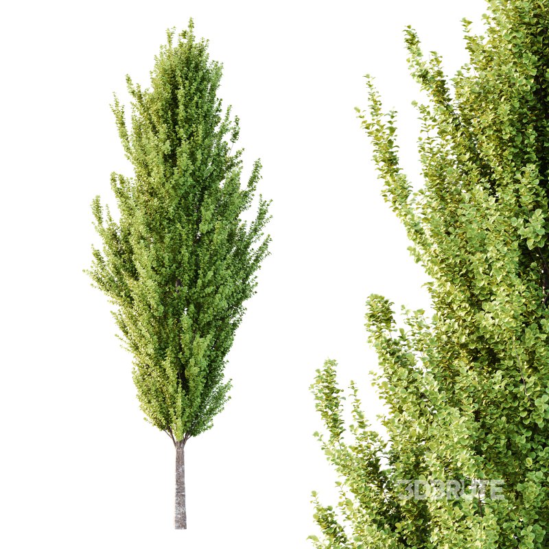 fagus sylvatica tree 04 Image 1